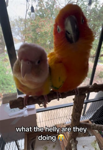 Goofy Sun Conures: A Day in Their Lives