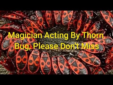 The Magical World of the Thorn Bug #thornbug #thornbugfun #funnythornbug #rareinsects #bug #insects