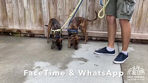 64 reactions · 4 comments | Welcome, welcome, welcome to our five new arrivals: FaceTime, WhatsApp, Jane, Sarabi, and Pumba! These five lovelies are Sato dogs from our new partners Punta Santiago Dogs in Puerto Rico. And a huge thank you to our transport partner @Greyhound Friends of NJ, Inc. for doing ALL the airport runs and holding our beautiful dogs for us. | Fast Friends Greyhound Adoption Center | Facebook