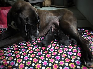 Rescued Great Dane gives birth to puppies