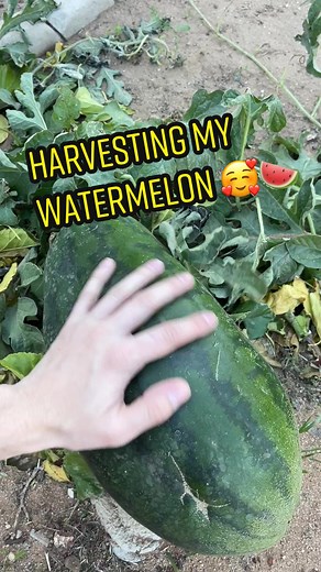 Proud Watermelon Daddy 🍉🥰 15” 11.2lbs #watermelon #melon #gardening #fruit #harvest #smoothie #juice #vegan