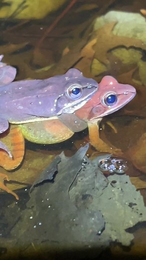 Amphibian breeding migration! This event goes on all over the United States around this time of year. #amphibians #frogs #woodfrogs #salamander #spottedsalamander #lithobatessylvaticus #lithobates