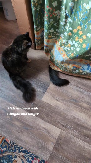 Hide and seek with Gilligan and Ginger mom @Ashley