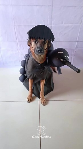 ‏Dog version #foryoupage #fyp