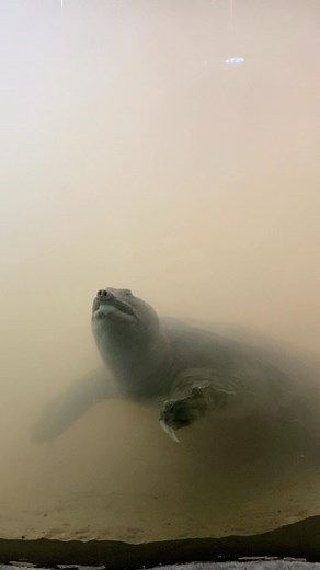 2.8K views · 40 reactions | New exhibit update! 朗 A couple of weeks...