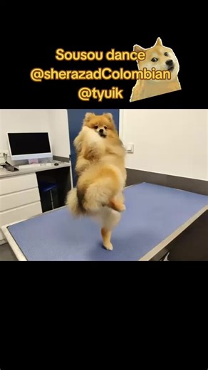 Sousou dance / Cristallin Dog #jpr#foryou#love#dog#jak @🫦ChuppashuppsChristelle 🧡🎗 @sherazad Colombian @DEDE❤️TORUN👑👑 @choupinette 💕🫦 @🦏🦋Wech🦋🦏 @🦏 SANKA 🦏 @🤠ALOYS🤠🐄 @🎆🐅ᴊᴜɴɪᴏʀ ᴏʟɪᴠᴇɪʀᴀ🐅🎆 @Juliano @blanche colombe @Mon évidence @adil @ZINA