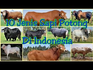 Jenis-jenis sapi potong di Indonesia