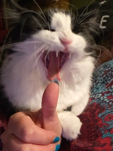 Just Dave daving. #cat