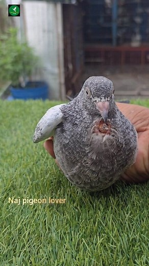 2.3M views · 12K reactions | Pigeon pox treatment #fb #pigeon #kabutar #petlovers #kalapati #reels #Narayanganj | Nayem Hossain | Facebook