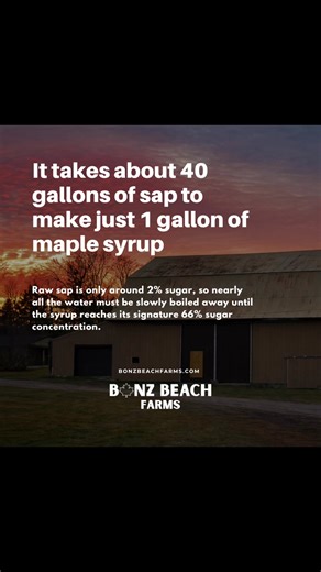 🍁 𝐓𝐨𝐝𝐚𝐲 𝐢𝐬 𝐍𝐚𝐭𝐢𝐨𝐧𝐚𝐥 𝐌𝐚𝐩𝐥𝐞 𝐒𝐲𝐫𝐮𝐩 𝐃𝐚𝐲 Maple syrup isn’t just a sweetener, it’s one of the most fascinating natural foods on earth. From freeze–thaw physics inside the tree to miles of tubing carrying sap to the sugarhouse, every drop represents patience, science, and winter doing exactly what it was designed to do! Today, you'll learn a bit more about what makes real maple syrup so rare, pleasantly sustainable, and oh so remarkable. 🌲🍁🥞 #NationalMapleSyrupDay #PureM