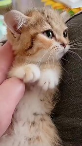 Lovely kitten💕 | Wonderful Cats