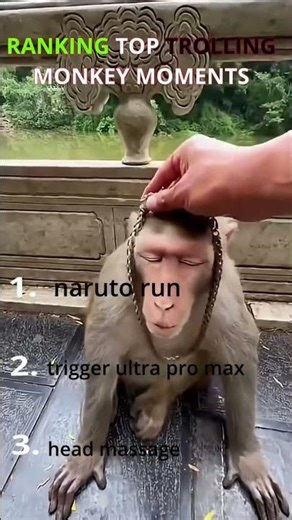 these monkey moments are hilarious😂☠️ Wait till the end for the bonus clip. #shorts #monkey #viral