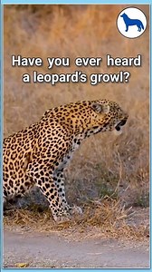Leopard Growl in the Wild – Powerful Jungle Sound | #animalshorts