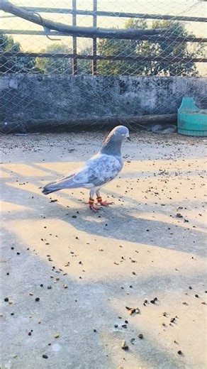 my kasmi pigeon #shortvideo #deepakpigeonvlog #trending