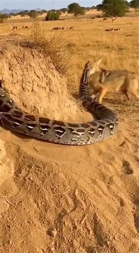LIGHTNING ATTACK! 😱🐍 Giant python bites a curious coyote on the nose 🐺