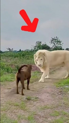 The Truth About Albino Animals