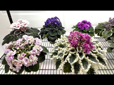 African Violets - February 2026 - Part 1 - Standards