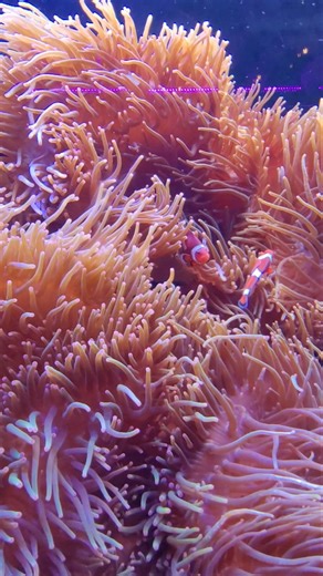 Sea World, Orlando, Florida