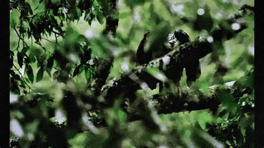 Philippine Eagle: Endangered Apex Predator of Rainforests