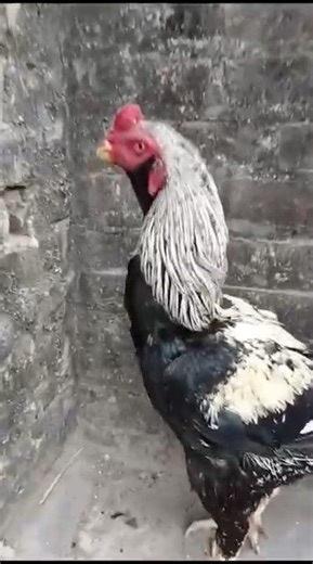 Java Aseel pair | Aseel rooster | #java #aseelrooster #aseellovers