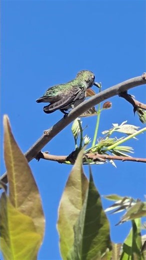 Pimento is just doing his best guys! #hummingbird #hummingbirdnews
