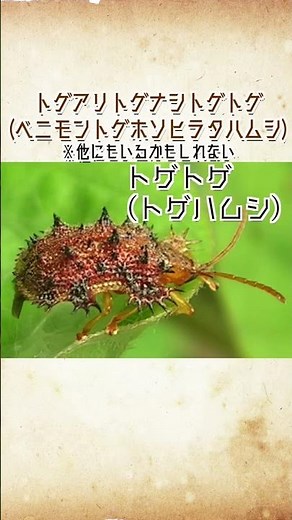 Part 3! Animals with reversed names #shorts Trivia Biology Tips Thorny Ants Thornless Thorny Thorns