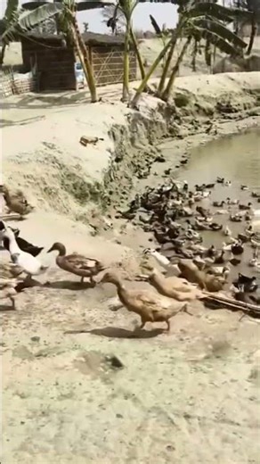 Battkh farming secret - sirf achha feed se anda badh gya