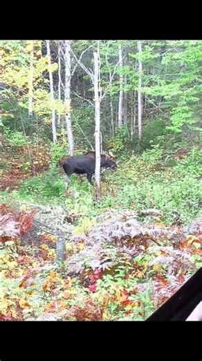 🔥 One Perfect Shot — Intense Moose Hunt #moose #hunting #alaska #usa