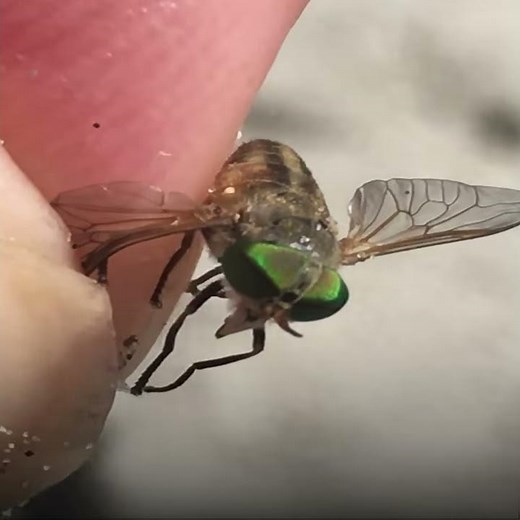 Take these precautions against Greenheads before heading to the shore