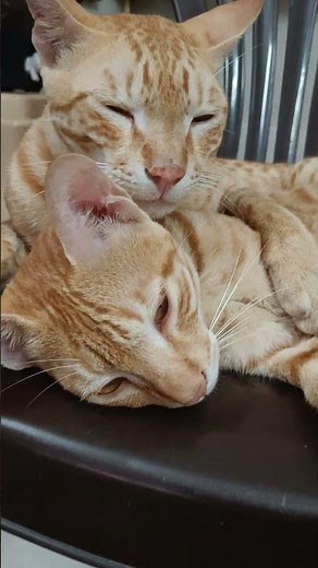 sleeping cat baby 😴 #cat #viral #tiktok #shorts #baby #trending #love #motivation #anime #animals