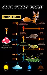 Food Chain = Energy Transfer Story of Nature Sun → Producers → Herbivores → Carnivores → Decomposers Every step passes energy forward, but a little is lost each time. Less energy at the top, fewer organisms survive. Simple flow. Powerful concept. Master this once and ecology becomes easy 🌍📚 Save now for quick revision before exams! #FoodChain #EcologyNotes #BiologyStudy #Ecosystem #EnergyFlow #TrophicLevels #ScienceNotes #NEETBiology | Josh Study point