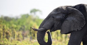 Trophy Hunting: Killing or Conservation?