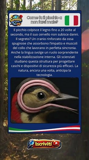Il picchio e il segreto anatomico che ispira la scienza moderna