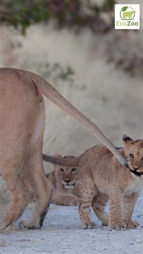 Baby Lion Discovers Mom's Tail and Goes Crazy #lioncub #adorable #shorts