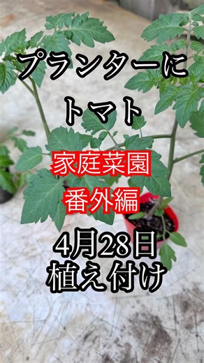 空の浮き雲の家庭菜園 春菊の後作でプランターそのままの土にトマトを植えてみた。#畑再生 #家庭菜園 #田舎暮らし