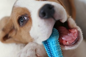 Dog Toothbrush Toys: Your Dog Will Have No Idea He's Cleaning His Teeth During Playtime