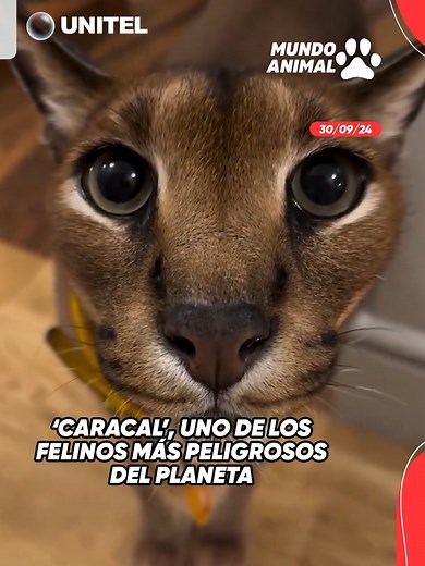 El Caracal: Uno de los Felinos más Peligrosos del Planeta