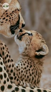 In the open grassland, a mother cheetah slows her pace so her cub can keep up. No signals, no sound, only a steady glance that never leaves the small body following behind. The cub learns how to run by watching its mother stretch forward, learns when to stop when she pauses, learns safety by staying close. To the cub, the world is vast and uncertain. To the mother, the world narrows to one purpose only: keeping her child alive. The cheetah is the fastest animal on land, yet for her cub, the moth