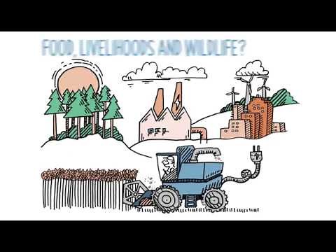 Tyndall Centre research: Biomass Energy Carbon Capture and Storage (BECCS)