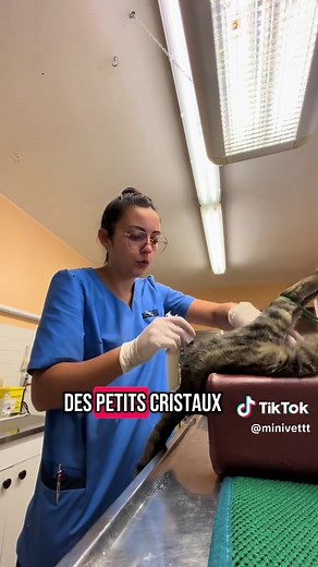 Urgence vétérinaire pour un chat SUF