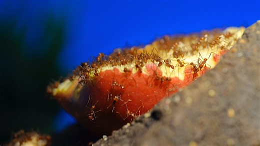 Comment des fourmis pourraient détenir la clé d'une future prévention des virus les plus dangereux