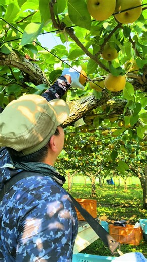 Fruit Picker Life in Japan: Harvesting Fruits and Vegetables