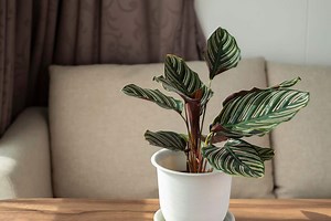 8 Best Fertilizers For Calathea