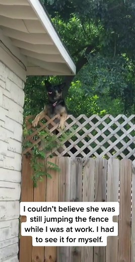 German Shepherd Jumps Fence - Bella's Escape Act