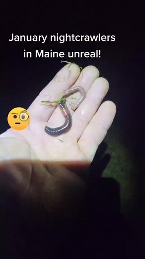 Finding Nightcrawlers in Maine during January