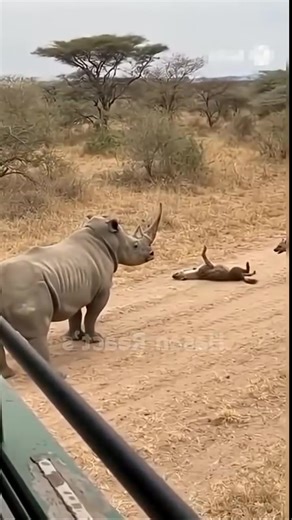 120K views · 2.4K reactions | My Wildlife In 10 Seconds; by Gilbert Banda. Hyena's killed by rhino instantly during a hunt.. This is Hyena's encounter with the African Big Five. #reelsvideos | Gilbert Banda | Facebook