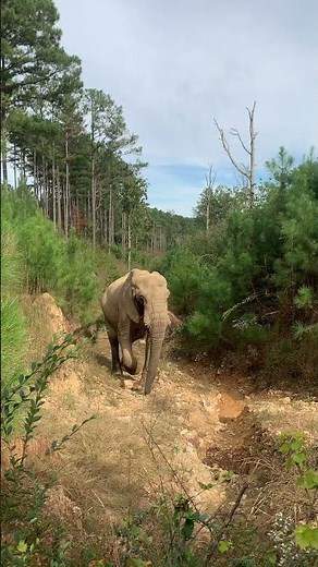 The Elephant Sanctuary | Flora Periscoping