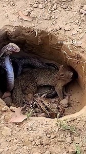 Untouched Wilderness A Glimpse into Nature's Majesty #UntouchedWilderness #NatureMajesty #ExploringN_R | Life’s Heartwarming Tales