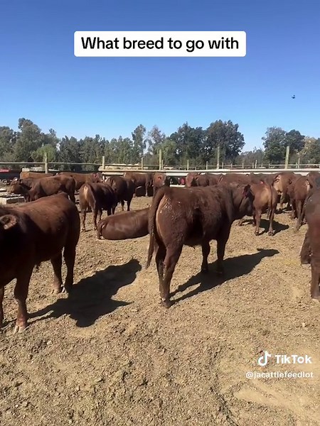 Choosing the Best Cattle Breed for Your Farm