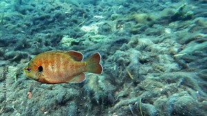 A territorial male Bluegill (Lepomis macrochirus) patrols its territory above a vast patch of invasive Lyngbya, a blue-green algae.